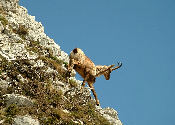 Camoscio d''Abruzzo Rupicapra pyrenaica ornata